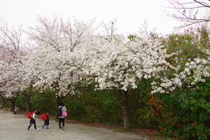 中央公園