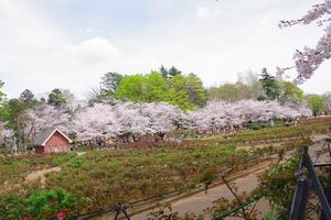桜