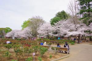 桜