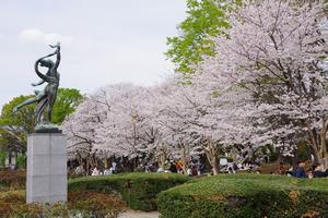 桜