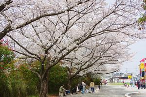 桜