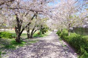 桜