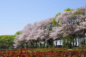 桜