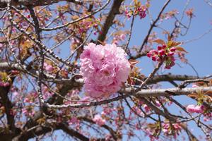 桜