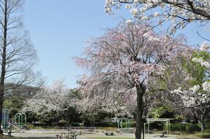 桜