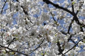 桜