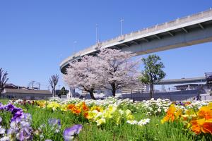 桜