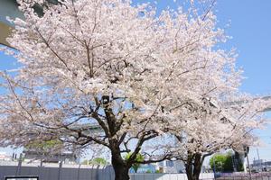 桜