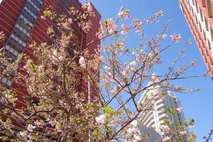 桜