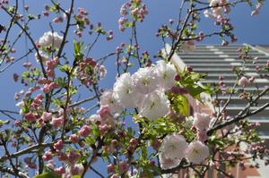 桜