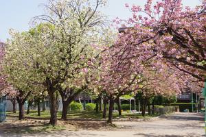 桜