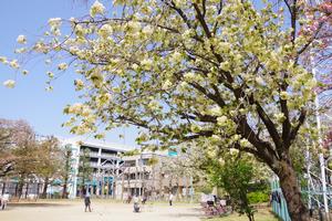 桜