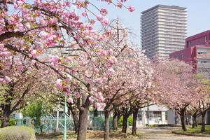 桜