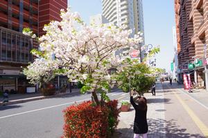 桜