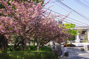 桜