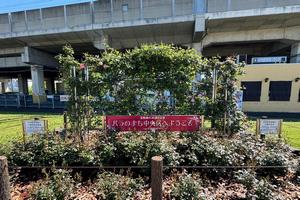 バラ