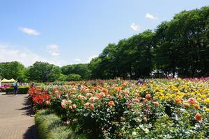 与野公園12