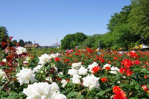 与野公園17