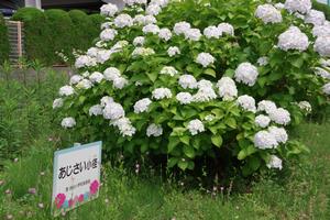 鈴谷小学校1