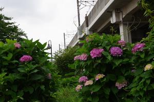 環境空間緑道赤山通り付近2