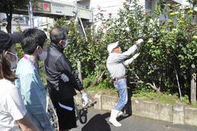 庁舎バラ剪定1