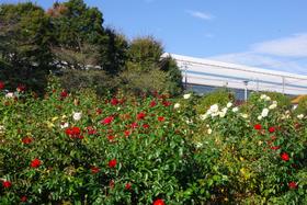 与野公園5