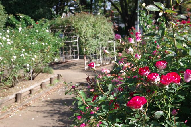 与野公園9