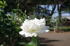 与野公園19