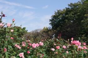 与野公園33