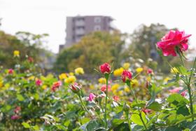 与野公園31
