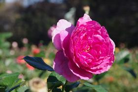 与野公園17