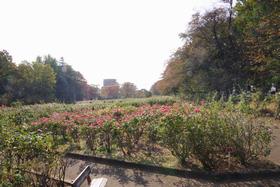 与野公園4