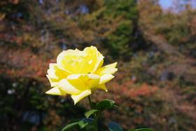 与野公園11