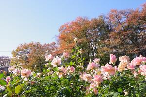 与野公園5