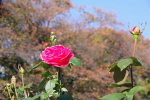 与野公園6