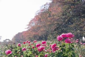 与野公園21