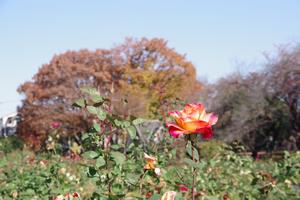 与野公園12