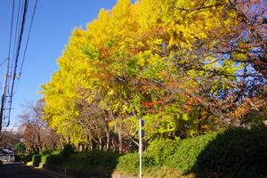 紅葉1