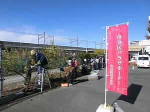 つるバラ剪定1