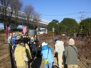 与野公園剪定2