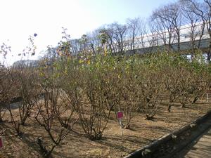 与野公園剪定3