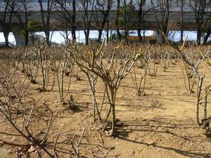 与野公園剪定5