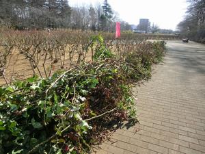 与野公園剪定6