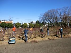 与野公園バラ剪定2