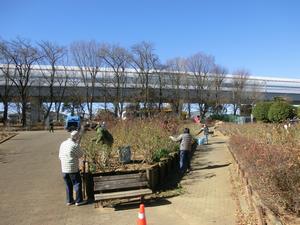 与野公園バラ剪定3