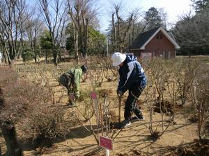 与野公園施肥作業1
