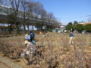与野公園施肥作業6