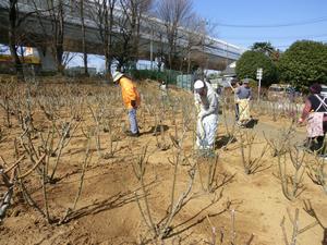 与野公園施肥作業7