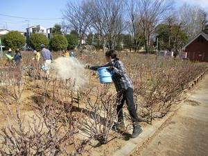与野公園施肥作業8