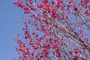 梅の花5